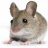Zaubermaus